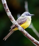 Tropical Kingbird