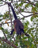 Howler Monkey