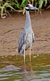 Yellow-crowned Night Heron