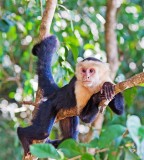 White-faced Monkey