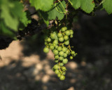 Medoc Grapes