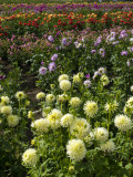 Dahlias every direction