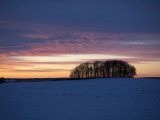 a cluster of trees