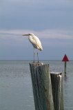 White heron