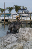 Brown Pelican