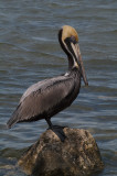 Brown Pelican