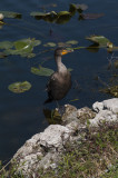 Cormorant, Anhinga Trail