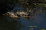 Red Bellied Turtles, Anhinga Trail