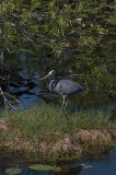 Great Blue Heron, Anhinga Trail