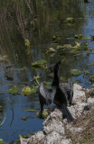 Anhinga