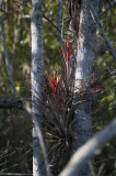 Tree plant