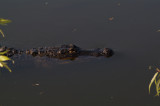 Alligator, Anhinga Trail