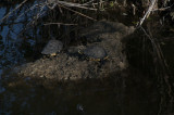 Red Bellied Turtles, Anhinga Trail