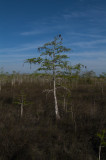 Dwarf Cypress, Everglades