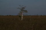 Dwarf Cypress, Everglades