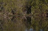 Mrazek Pond, Everglades