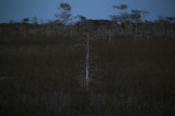 Dwarf Cypress in dusk