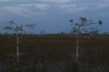 Dwarf Cypresses in dusk