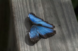 Key West Butterfly & Nature Conservatory