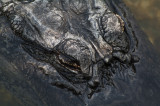 Alligator, Big Pine Key