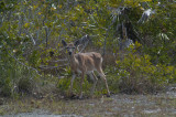 Key Deer, Big Pine Key