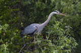 Great Blue Heron, Shark Valley