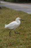 Snowy Egret, Shark Valley