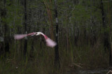 Roseate Spoonbill, Loop Road