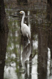 Great Egret, Loop Road