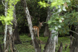 White Tailed Deer, Loop Road