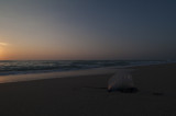 Portuguese man o war in sunrise