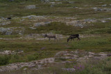 _IGP4187.jpg