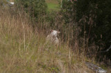 _IGP4390.jpg