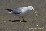 20120723_0235 Mouette-Godbout.jpg