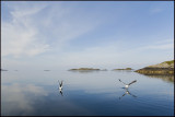 Two seagulls,Bulandet........