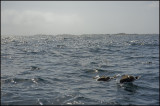 Shimmering sea and seagulls......