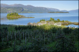 Fruit orchard by the mighty Hardangerfjord.... 