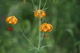 Tiger Lillies In Late May