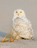 SnowyOwl10c9953.jpg