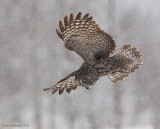 GreatGrayOwl22c6378.jpg