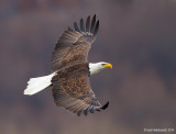 BaldEagle81c4986.jpg