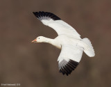 SnowGoose117c8502.jpg