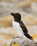 Razorbill32c9404_1.jpg