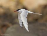 ArcticTern02c0547.jpg