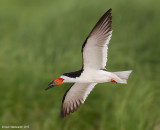 BlackSkimmer141c2238.jpg