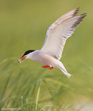 CommonTern99c1496-1.jpg