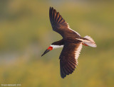 BlackSkimmer142c2633.jpg