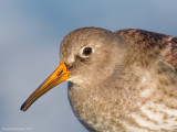 PurpleSandpiper28c4546.jpg