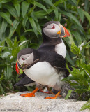 AtlanticPuffin43c0093.jpg