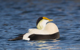 CommonEider35c6456.jpg